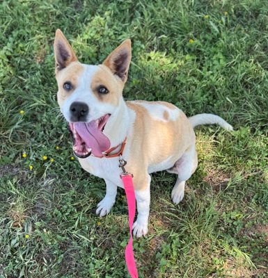 *SUNSHINE - Border Collie available for adoption