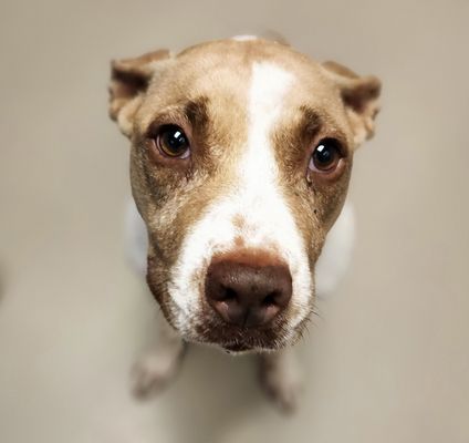 *ANNIE - Pit Bull Terrier available for adoption