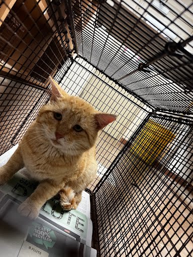 *CHIP - Domestic Short Hair available for adoption