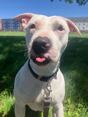 *CRANBERRY - Bull Terrier / Bulldog available for adoption