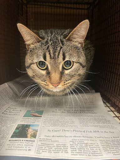 picture of the cat needing adoption