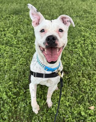 picture of the dog needing adoption