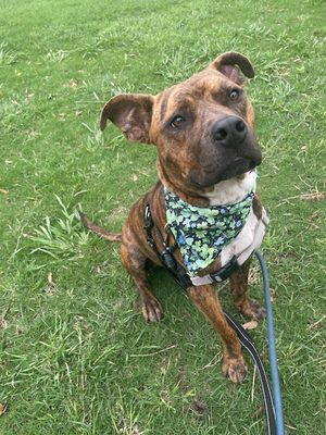*GOOSE - Pit Bull Terrier available for adoption