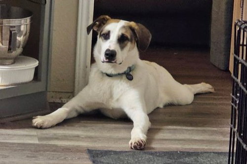 *SAMMY - Labrador Retriever / Great Pyrenees available for adoption