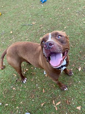 FOXY - Pit Bull Terrier available for adoption