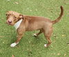 adoptable Dog in  named *BEYONCE