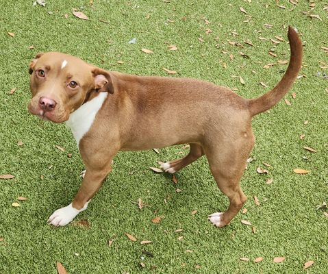 *BEYONCE - Staffordshire Bull Terrier available for adoption