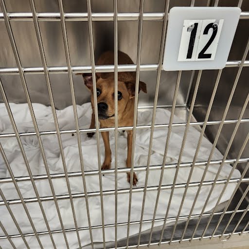 adoptable Dog in Austin, TX named POPPI