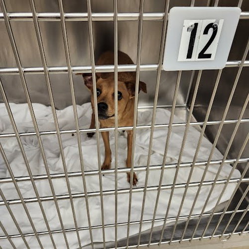 POPPI - Chihuahua available for adoption