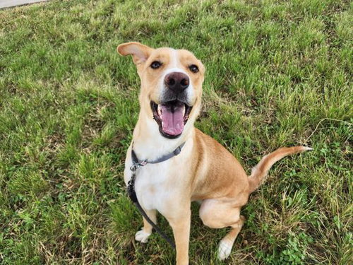 MILA - Labrador Retriever available for adoption