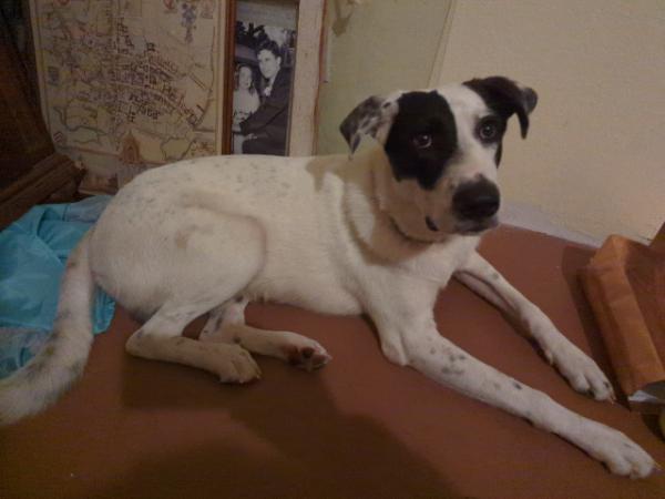 adoptable Dog in Austin, TX named *OREO JACK