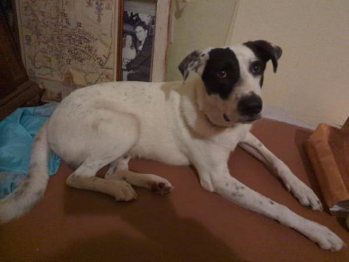 *OREO JACK - Labrador Retriever / Pointer available for adoption