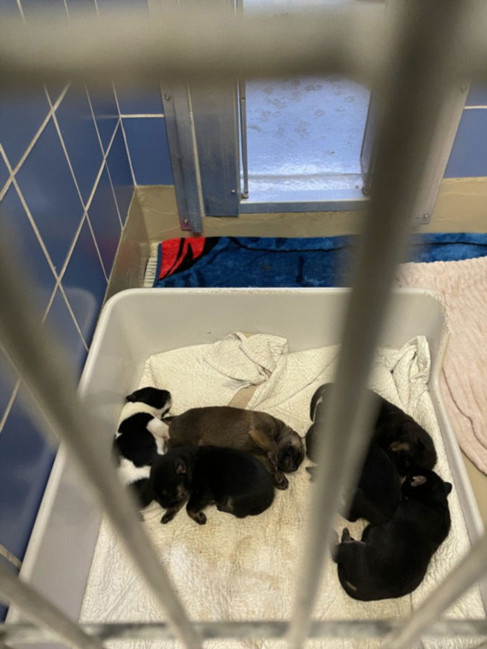 adoptable Dog in Austin, TX named *POPPY