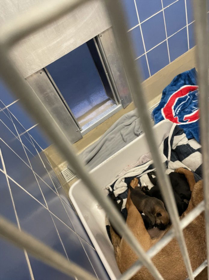 adoptable Dog in Austin, TX named *PEANUT
