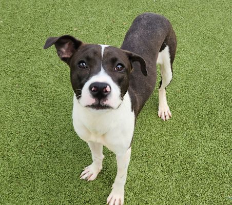 *FLOWER - Pit Bull Terrier available for adoption