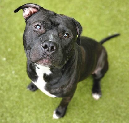 *BRIAN - Pit Bull Terrier available for adoption