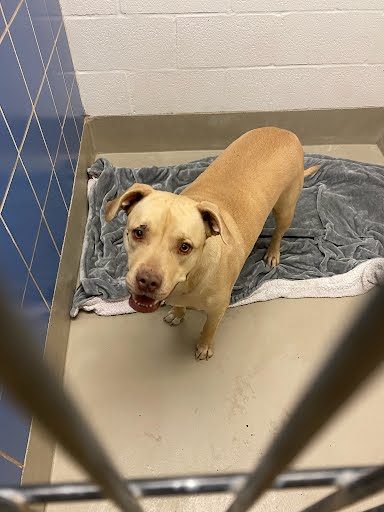 *LOLA - American Pit Bull Terrier available for adoption
