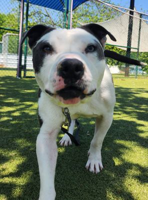 *LIZARD - American Staffordshire Terrier available for adoption