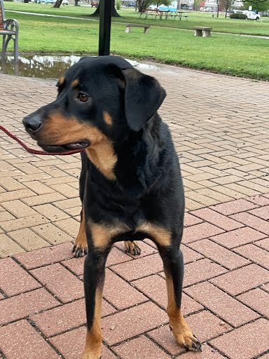 TOASTER STRUDEL - Rottweiler available for adoption