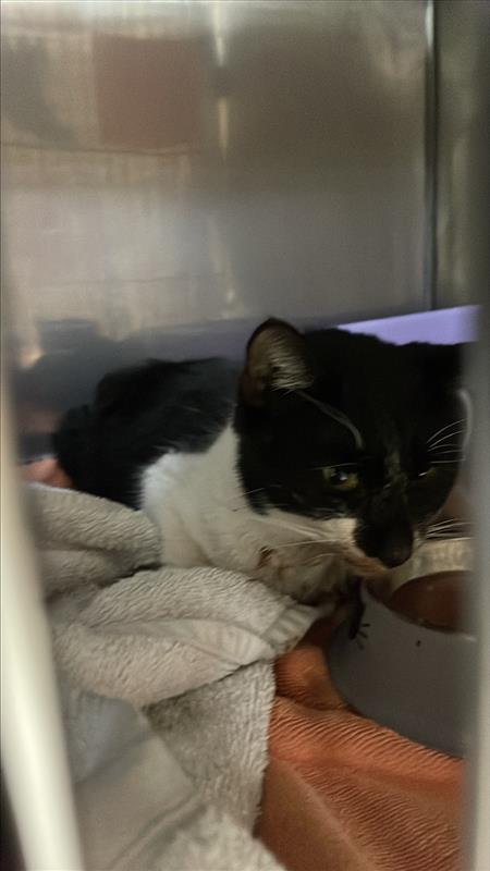 *BALOO - Domestic Short Hair available for adoption
