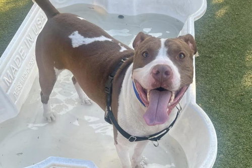 *URBAN COWBOY - Pit Bull Terrier available for adoption