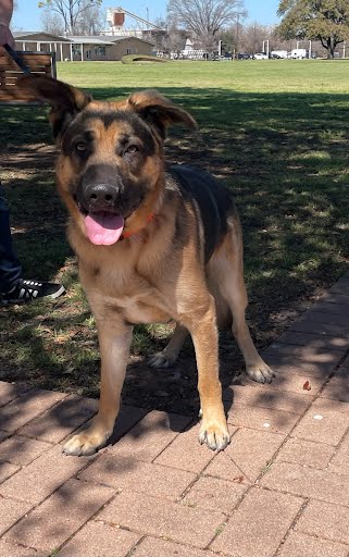 *BREWSTER - German Shepherd Dog available for adoption