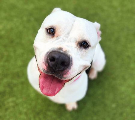 EGYPT - Pit Bull Terrier available for adoption