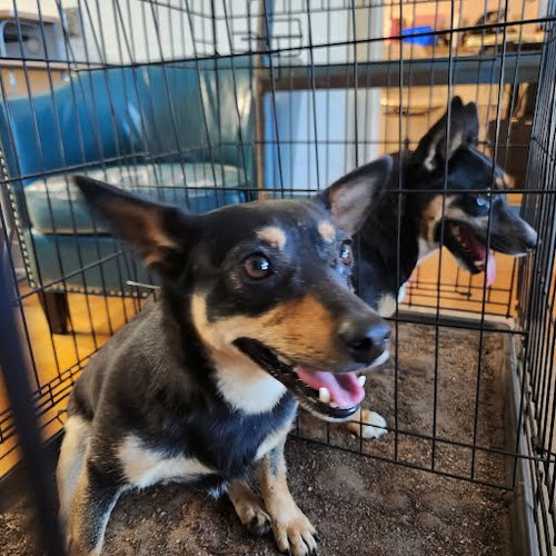*BETH - Cardigan Welsh Corgi available for adoption