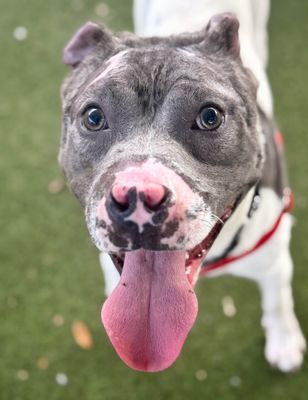 *PHOENIX - American Pit Bull Terrier available for adoption