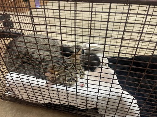 A927375 - Domestic Short Hair available for adoption
