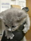 adoptable Cat in  named A927386