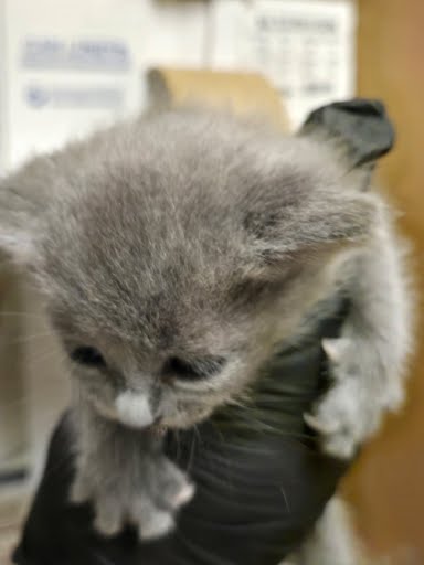 A927386 - Russian Blue available for adoption