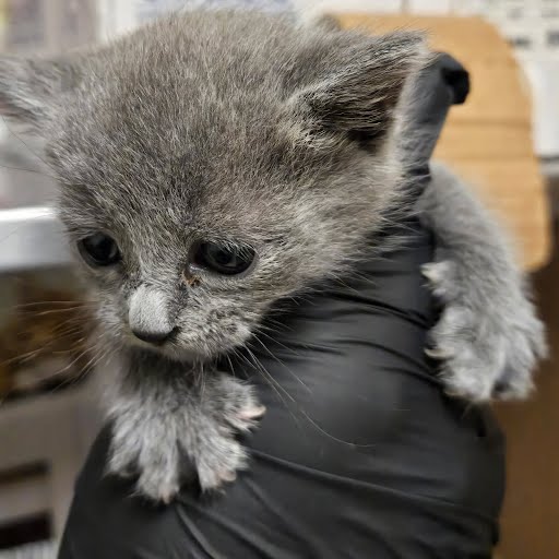 adoptable Cat in Austin, TX named A927387