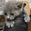 adoptable Cat in  named A927387