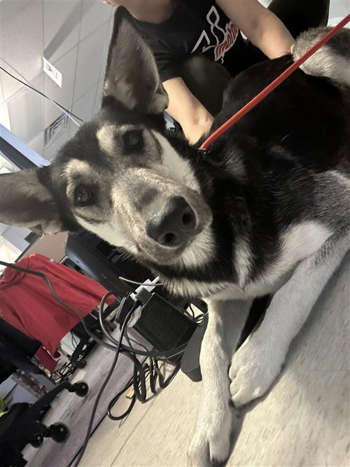 *KODA - Siberian Husky available for adoption