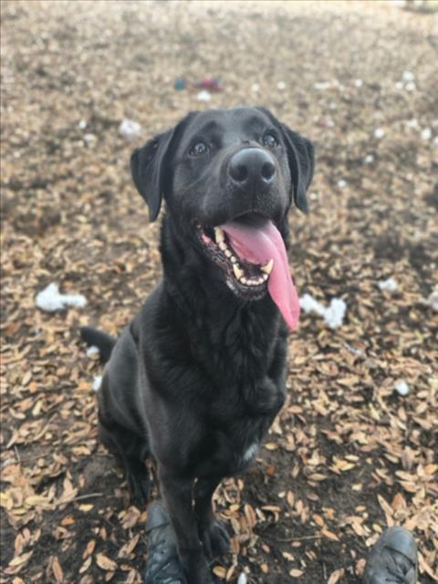 BILLY GIRL - Labrador Retriever available for adoption