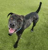 adoptable Dog in  named *UPDOG