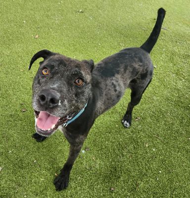 *UPDOG - Catahoula Leopard Dog available for adoption