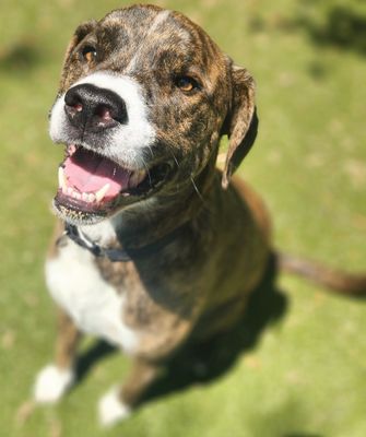 SCOUT - Plott Hound available for adoption