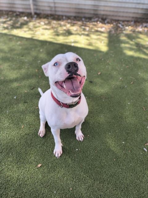 SAPPHIRE - Pit Bull Terrier available for adoption