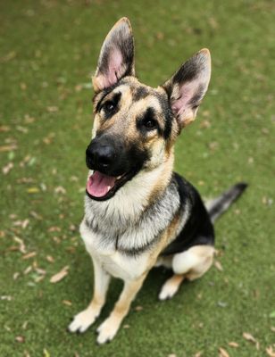 *SARGEANT - German Shepherd Dog available for adoption