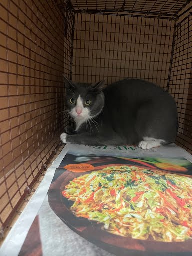 *ELIZA - Domestic Short Hair available for adoption