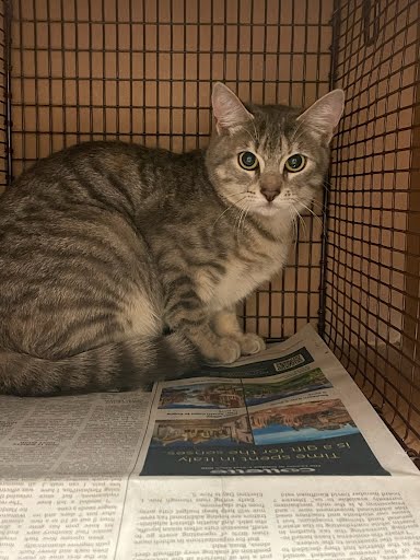 *ARIANA - Domestic Short Hair available for adoption