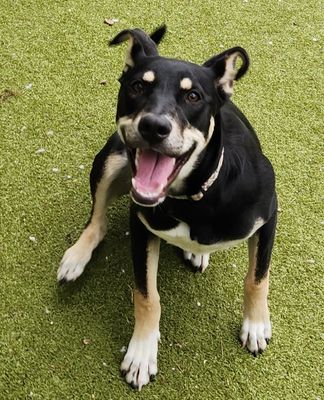 *FARRAH - Doberman Pinscher available for adoption