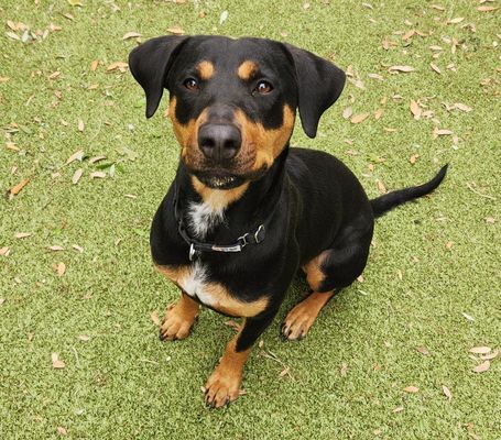 *GRACIE - Doberman Pinscher available for adoption