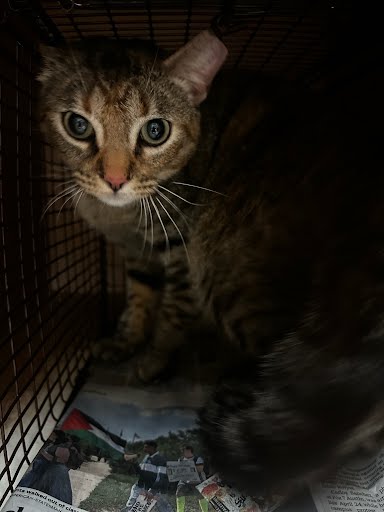 SARA - Domestic Short Hair available for adoption
