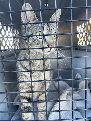 *DOLE WHIP - Domestic Short Hair available for adoption
