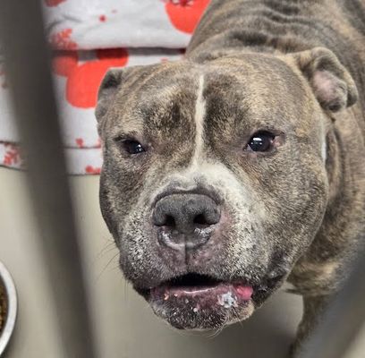 *DEEBS - American Staffordshire Terrier available for adoption