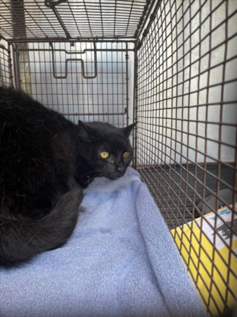 *BONNIE MAE - Domestic Short Hair available for adoption