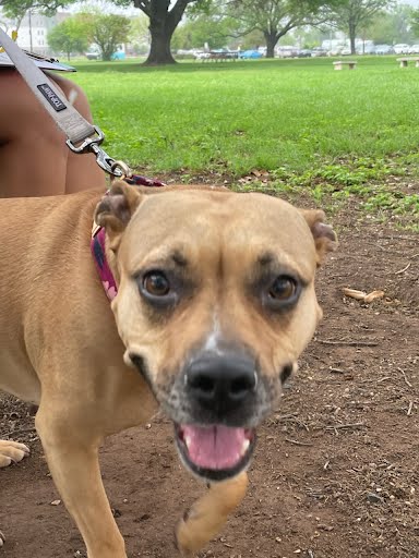 Pit Bull